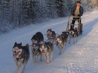 Istoria husky-ului siberian, centrul leului gumilev