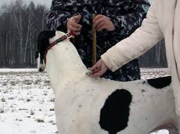 Măsoară un câine, o vânătoare mare