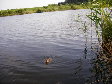 якості волосіні