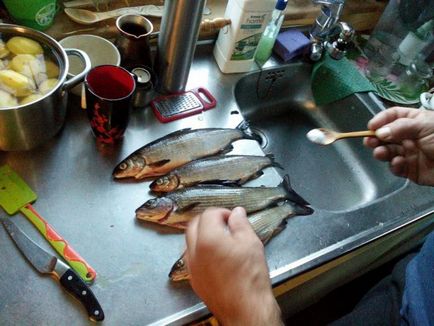 Cât de repede și gustos pentru a pregăti graylings și whitefish - o rețetă de la - Taimyr câine Aluka
