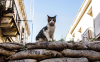 Ce va arăta lumea fără oameni 20 de fotografii ale unor locuri abandonate de mult timp din întreaga lume