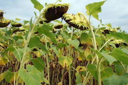 Як домогтися гарного врожаю соняшнику, agroportal