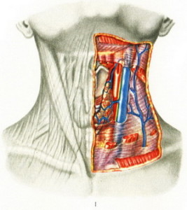 Які бувають артерії щитовидної залози