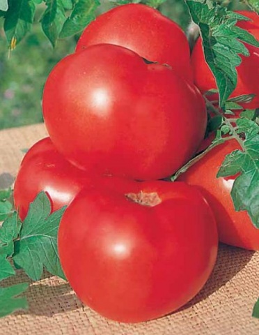 Яке насіння помідор врожайні і низькорослі
