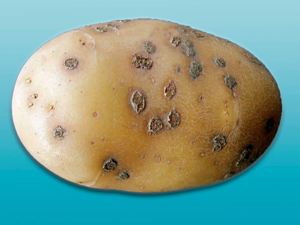Как да се отървем от края на бич на картофи с помощта на фунгициди