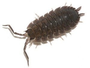 Hogyan lehet megszabadulni a woodlice a lakásban