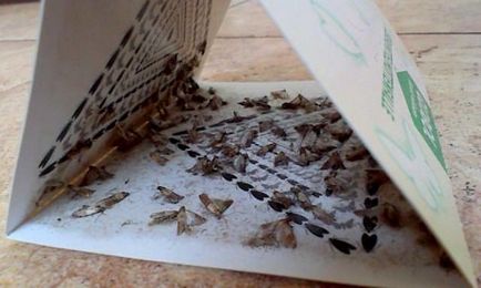 Cum să scapi de molii din bucătărie luptând cu molii de mâncare, în dulap, molii în crupe, chimice și