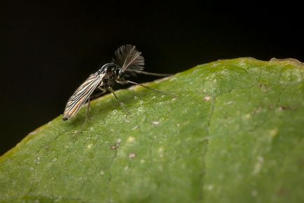 Cum sa scapi de midges in flori de interior