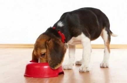 Cum să hrănești un câine