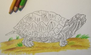 Cum de a desena o broască țestoasă, trageți în etape cu un creion, copilul meu