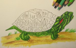 Cum de a desena o broască țestoasă, trageți în etape cu un creion, copilul meu