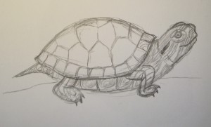 Hogyan kell felhívni a teknős fokozatosan felhívni a ceruza, babám