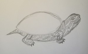 Як намалювати черепаху, малюємо поетапно олівцем, мій малюк