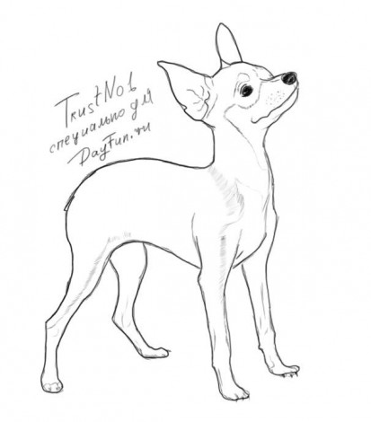 Cum să desenezi terrierul în creion în etape
