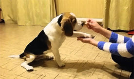 Як навчити собаку команді дай лапу (відео)