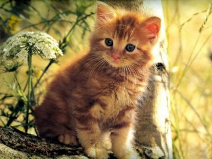 Mi legyen a vörös szőrű macska - a név egy vörös macska - állatok - egyéb