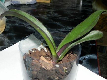 Hogyan lehet biztosítani a megfelelő ellátást phalaenopsis orchidea otthon