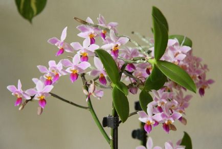 Cum să oferiți orhidee Phalaenopsis cu îngrijire la domiciliu adecvată