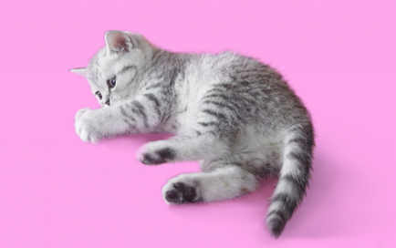 Як визначити стать кошеня - статті на сайті