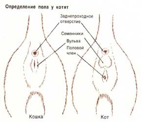 Hogyan állapítható meg, a szex a kölykök