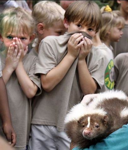 Care animal are imunitate la veninul de șarpe