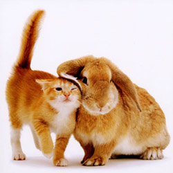 Як подружити кота і кролика