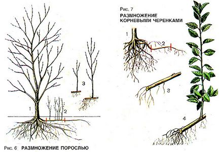 Як посадити і виростити сливу