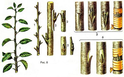 Cum să plantezi și să crești o prună