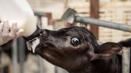 Як правильно використовувати замінники цільного молока