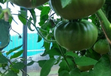 Як правильно пасинкувати помідори в теплиці відео і схема томатів, покроковий відхід з полікарбонату