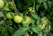 Як правильно пасинкувати помідори в теплиці відео і схема томатів, покроковий відхід з полікарбонату