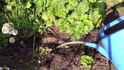 Cum să aveți grijă de coacăze - grădină și grădină