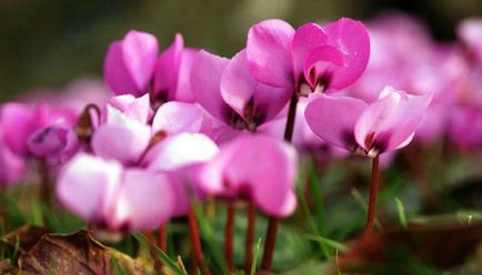 Cum să îngrijiți în mod corespunzător pentru o floare de ciclamen în grădină