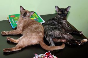 Както произтича от покупката на размножаване американски бирмански котки развъдник - яспис
