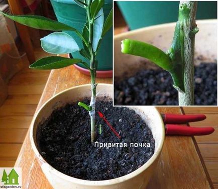 Cum să plantezi o lamă în casă