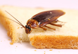 Cum se înmulțește gândacii de casa, la ce temperatură moare, ce mănâncă