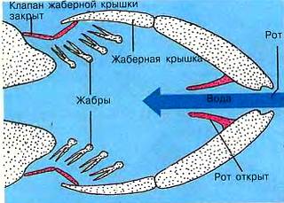 Як риби дихають