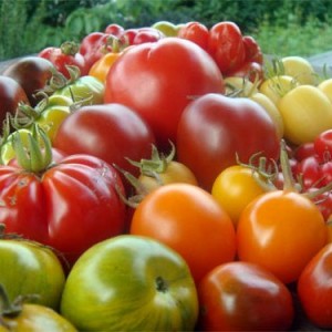 Як зберегти врожай томатів, секрети саду і городу