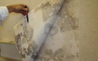 Cum să eliminați mucegaiul de pe tapet