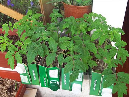 Як зміцнити кореневу систему розсади томатів - блог про вирощування врожаю на дачі