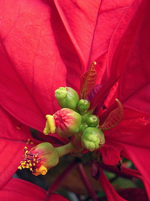 Cum să aibă grijă de o frumoasă poinsettie de flori