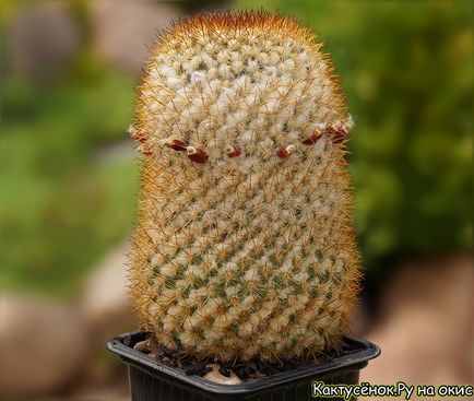 Cum să arătați rădăcini rău foto cactus