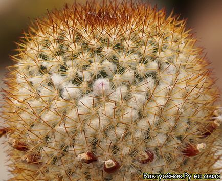 Cum să arătați rădăcini rău foto cactus