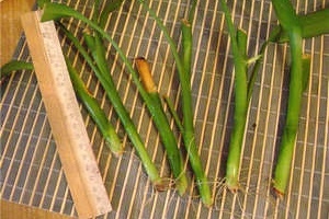 Hogyan növekszik bambusz csíra származó mágikus növények