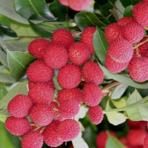 Cum să crești un litchi de fructe exotice la domiciliu