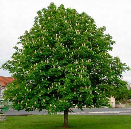 Cum să crești o plantă de castan și să ai grijă de o plantă