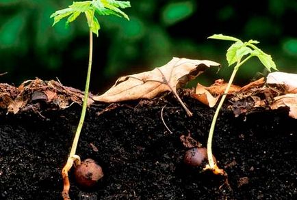 Cum să crești o plantă de castan și să ai grijă de o plantă