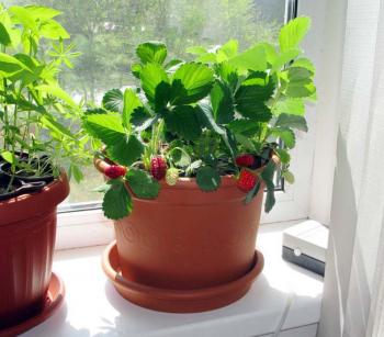 Cum să crești căpșuni într-un apartament