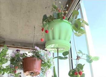 Cum să crești căpșuni într-un apartament