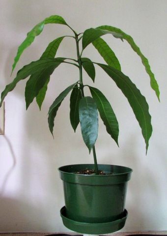 Cum să crești mango de la un os la domiciliu - îngrijire și plantare
